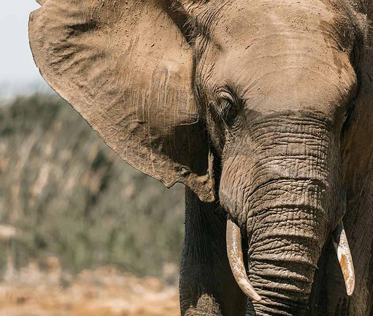 Do the best you can in helping elephants