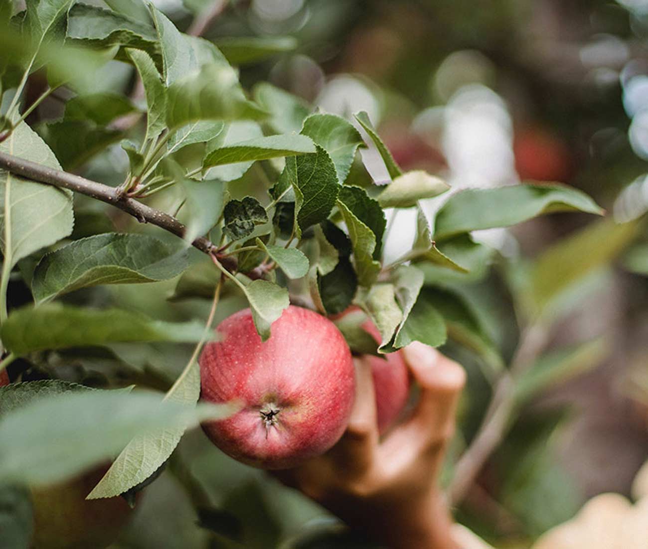 Here are 10 health benefits of apples